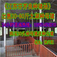 【承德市最新猪价走势】价格,厂家,猪