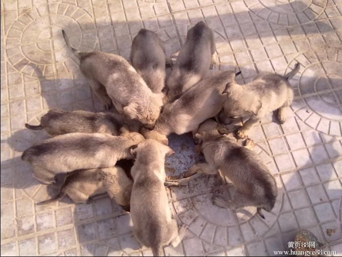 【<em>濮阳哪里有</em>卖格力犬的】价格,厂家,其他牲畜